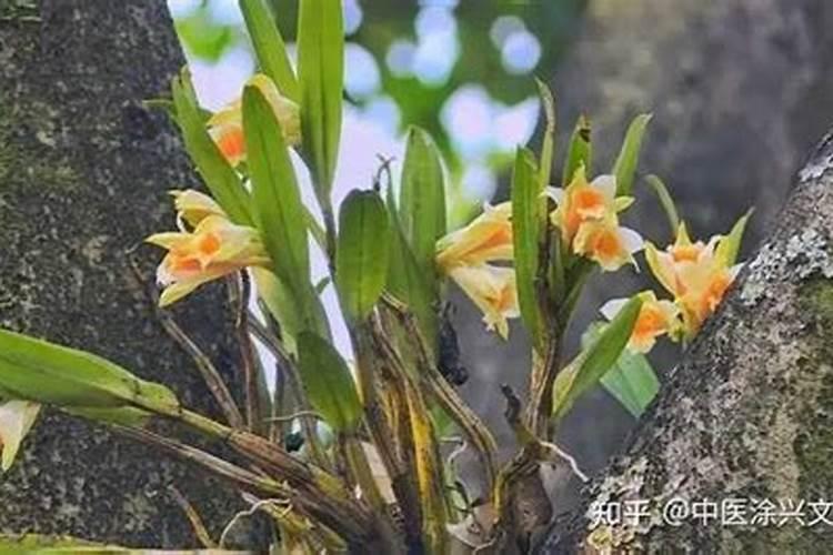 石斛可施哪些肥料