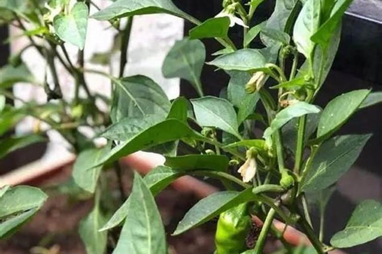 红薯喷什么叶面肥结果多？红薯保花保果专用增产叶面肥料？