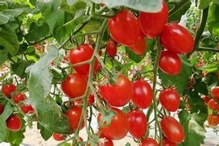 种植花生适合施用什么肥料