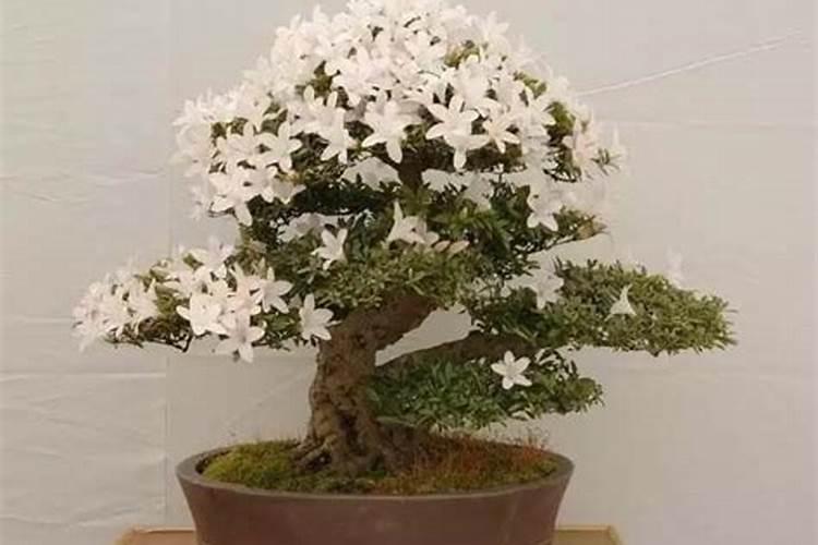 叶面肥和根部追肥有什么区别 叶面肥料可以代替根部施肥吗