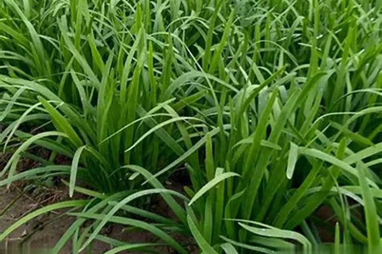 使用什么肥浇韭菜最好