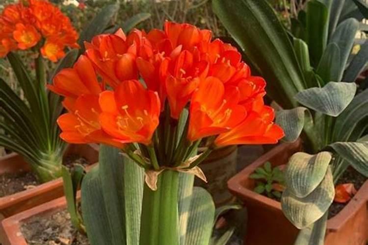 桃子是什么季节的水果 桃子什么时候成熟