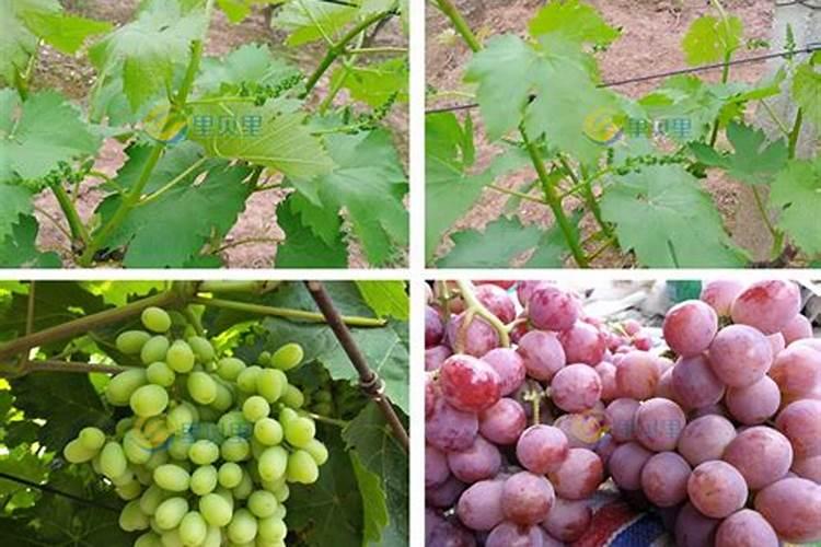 种蔬菜用什么肥料