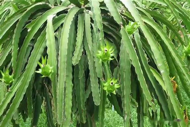 一吨水可以用芸苔素内酯原药多少量在荔枝上少克？