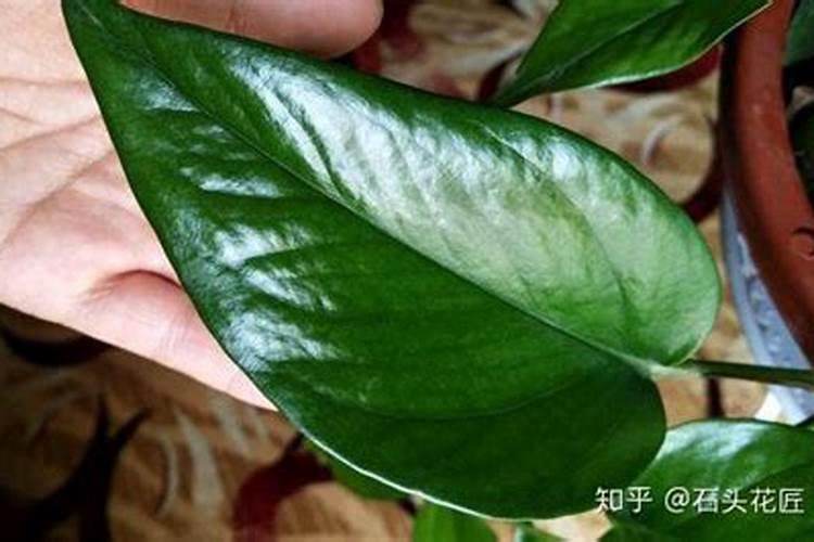 ...以下叙述不正确的是( )A.将乙和丙的粪便作为有机肥还田,可以...