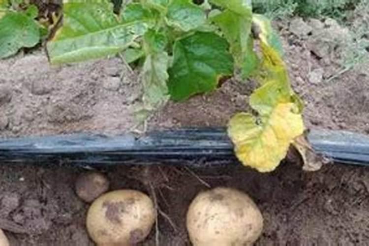马铃薯只长秧却不结薯,如何解决呢？