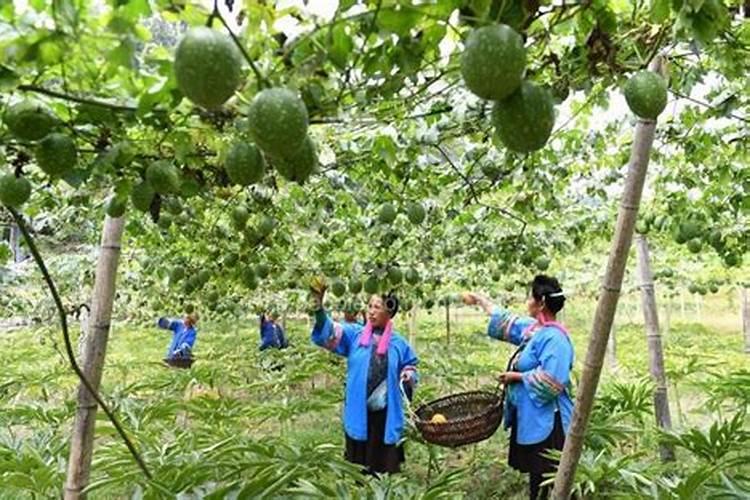 玉米在什么时期追钾肥,钾肥的正确使用方法