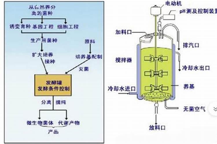 花叶络石怎样爆盆