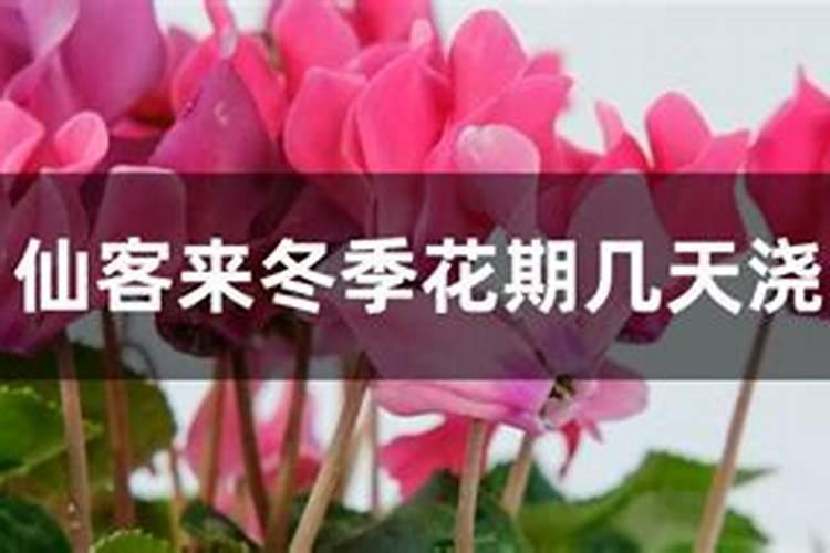 仙客来花期需要施肥吗