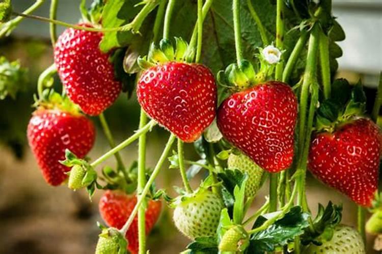 草莓施什么肥料果大