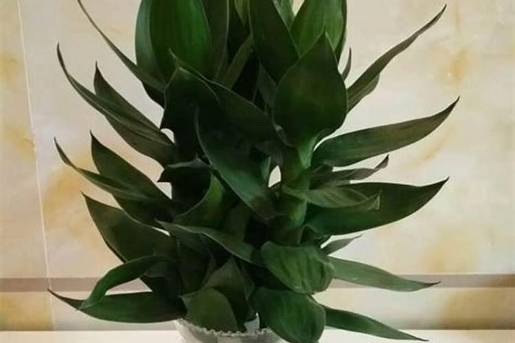 冬天小香菜小波菜施平衡肥还是羊粪哪个好