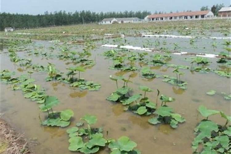 硫酸钾是氮肥还是钾肥