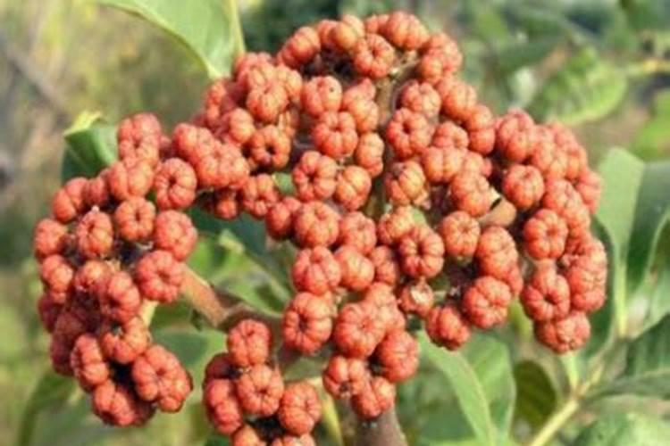 吴茱萸的施肥时间要点有哪些？