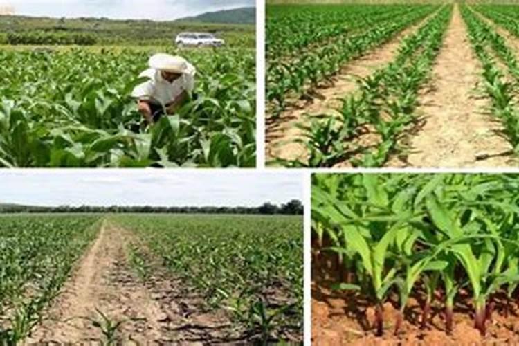 沼气液怎么利用