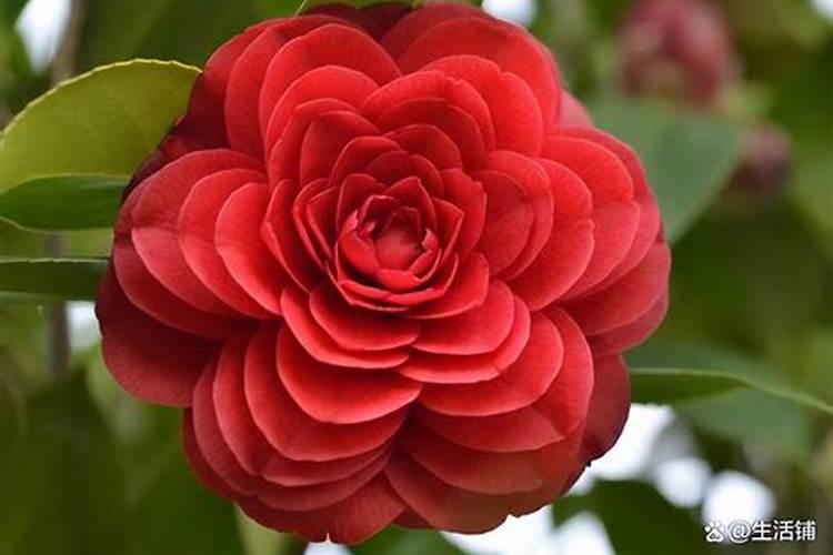 天竺葵水插几天生根