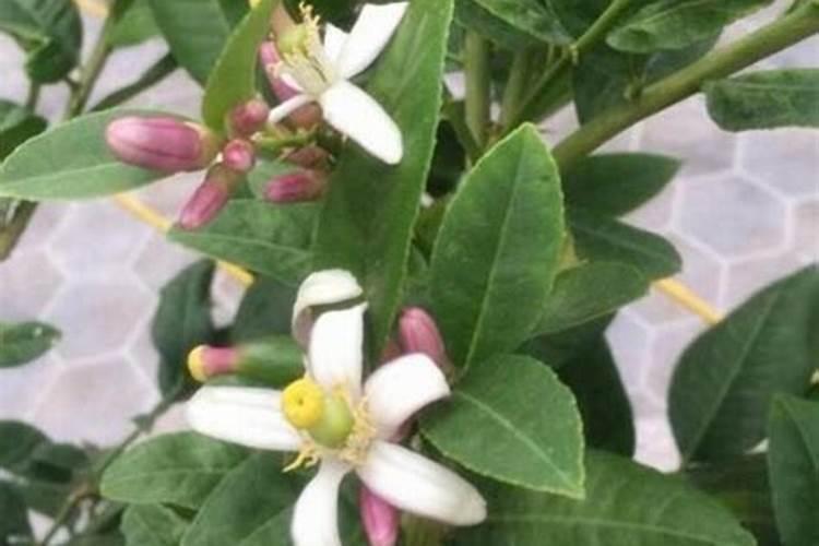 林地是否可以种植柠檬树