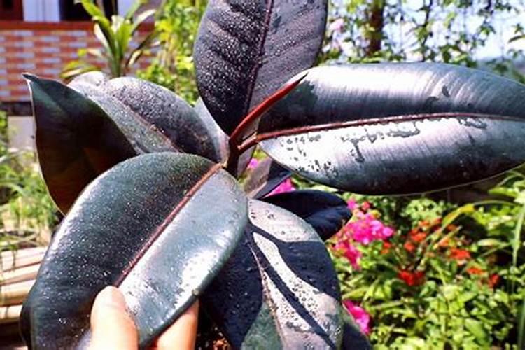 橡皮树施什么肥料最好