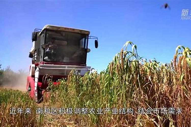 什么作物可以生产富硒产品