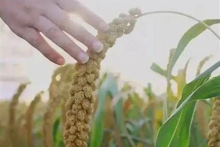 热门谷子有哪些