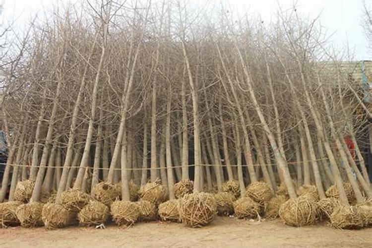 有懂盆栽茉莉花的吗