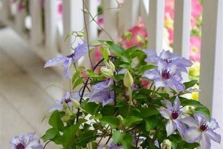 植物缺氮的症状,怎么办