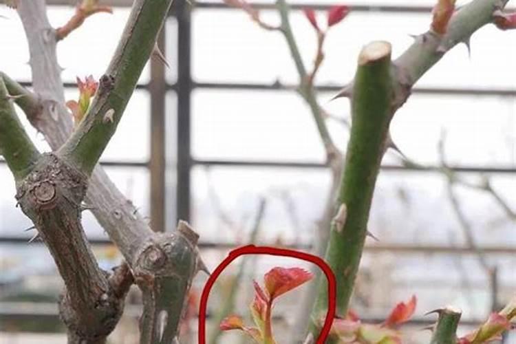 月季花施肥施什么肥料