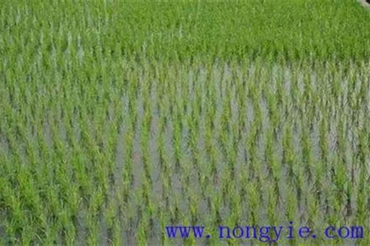 水稻管理与施肥技术 水稻如何管理与施肥