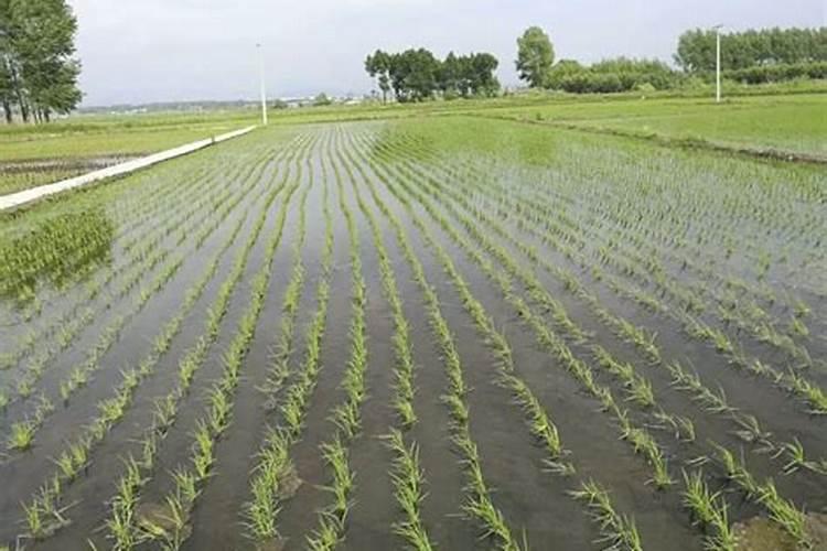 早稻中后期如何做好田间管理 有哪些注意事项