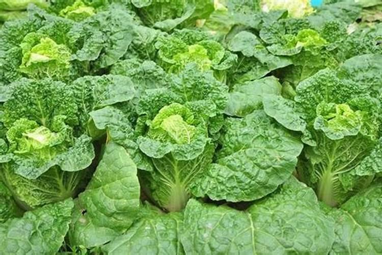 娃娃菜干烧心是什么引起的