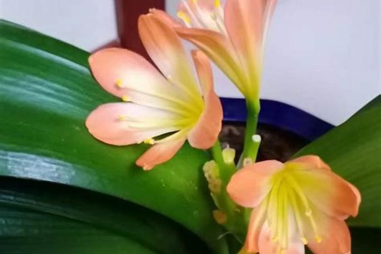 萃取时怎样选择好溶剂