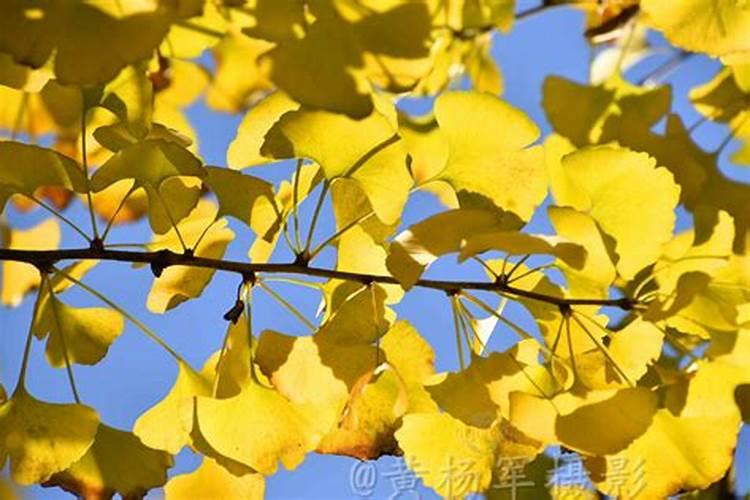 银杏叶像什么 银杏叶像什么形状