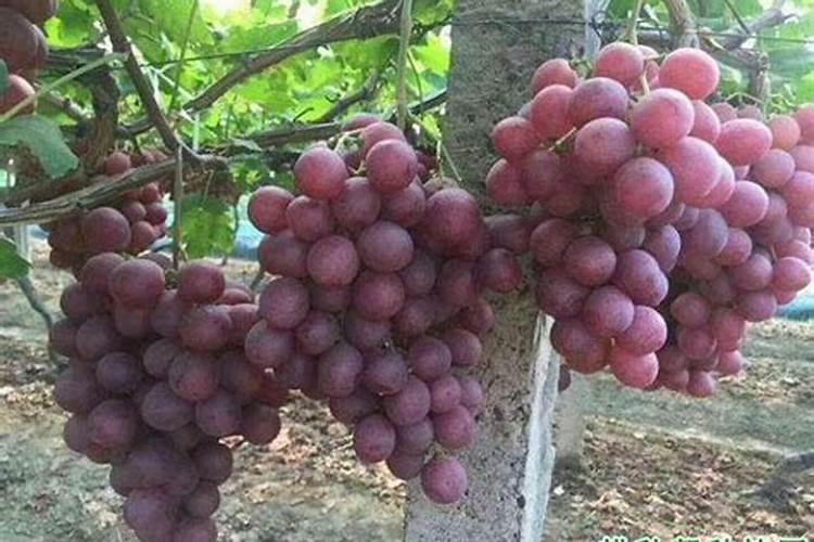 桃树补钙用什么好钙肥