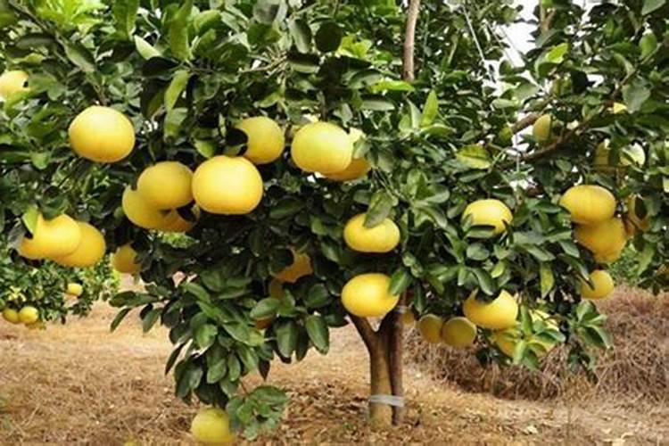 冬天花卉需要肥料吗,冬天如何施肥