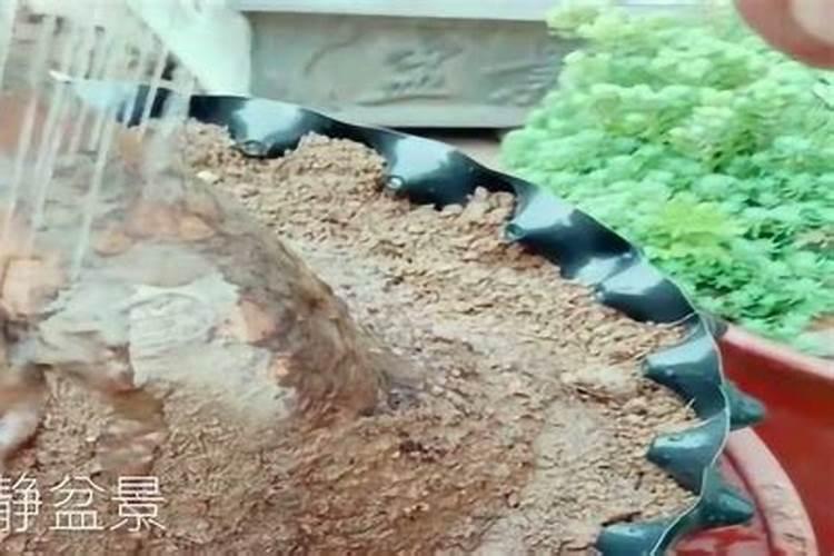 辣椒种子出芽种进土内后,怎么可加快苗的生长速度