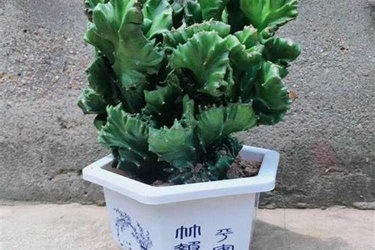 种植麒麟花需要用什么肥料