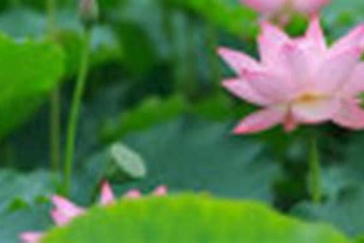 苹果着色膨果防晒增甜肥料？苹果专用膨大肥料？专用膨大剂价格？百度...