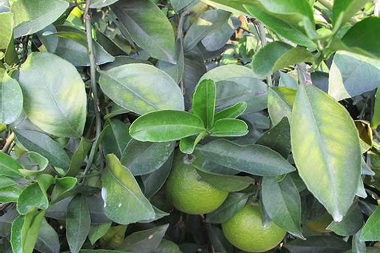 脐橙缺镁怎么办