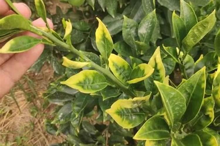 脐橙冬肥施什么肥好 施肥方法及技巧