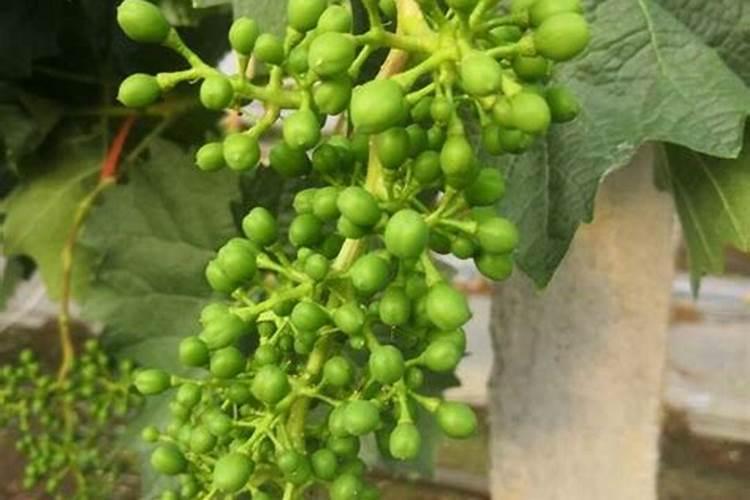 葡萄临近开花可以冲施肥料吗？