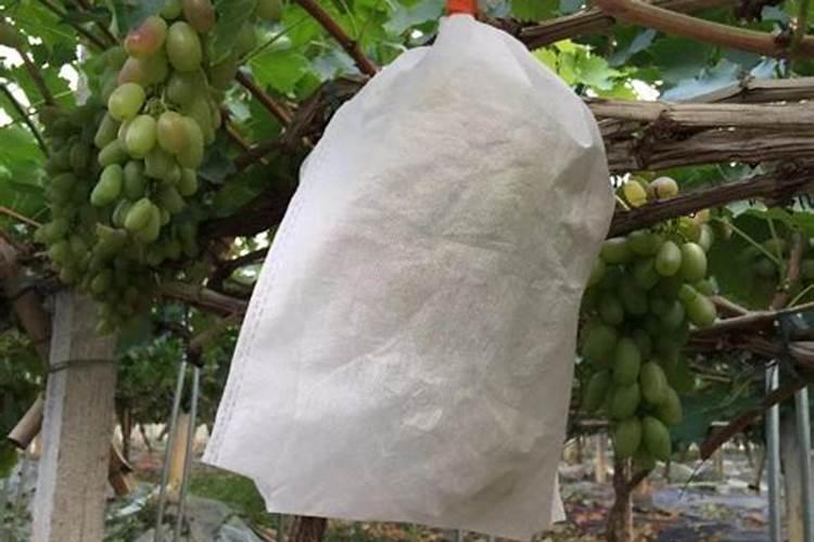 葡萄套袋后需要怎么管理？打什么药？谢谢