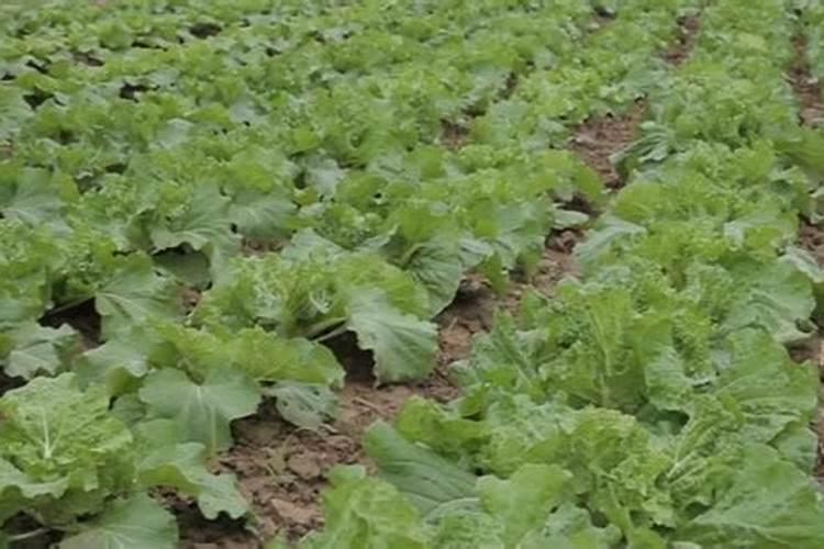 大白菜冲施什么肥料好