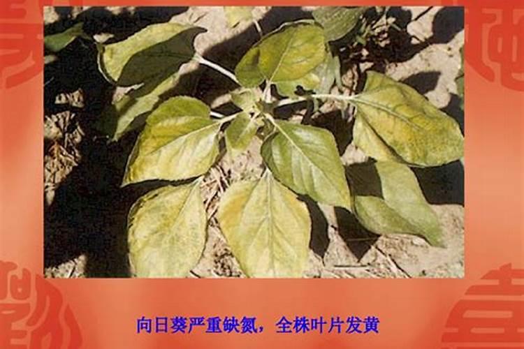 大白菜怎样合理施肥？