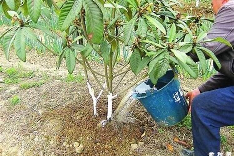 枇杷树如何施肥