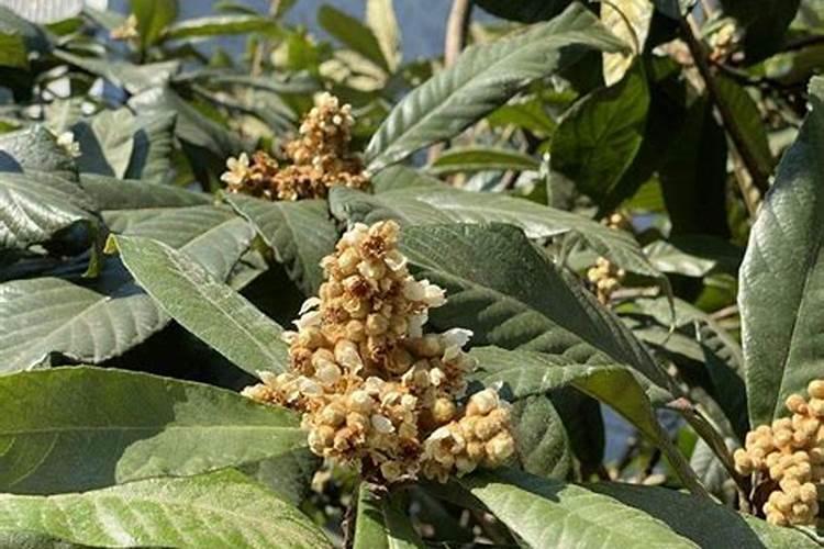 枇杷树什么时候施肥 枇杷树的施肥时间