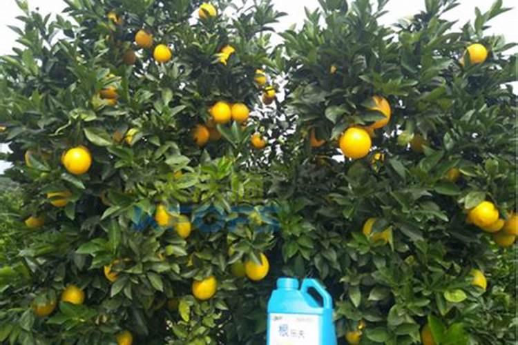 柑橘7月施什么肥
