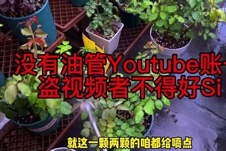 兰花怎么施肥,兰花施肥方法