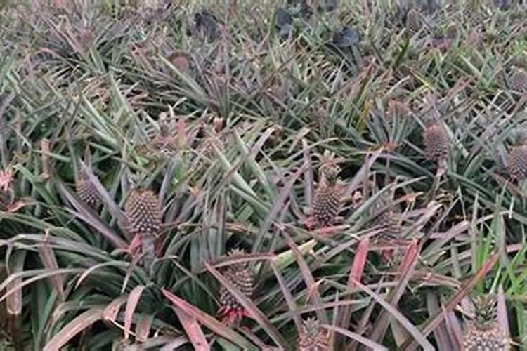 菠萝怎么种植方法