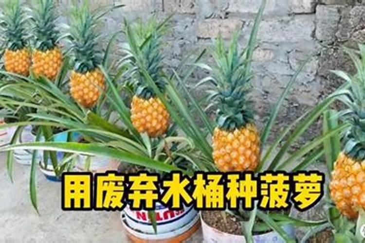 种菠萝施什么肥