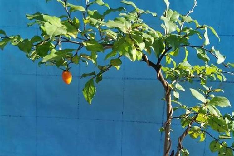 麦子能施化肥吗,怎么施肥好？