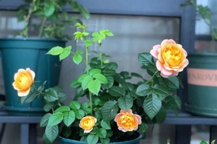 月季刚种上多久能施肥 月季新栽种后多久适合施肥